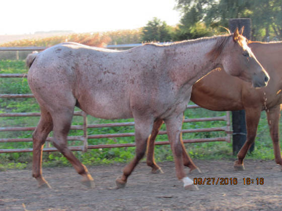 20160927fritzi2.jpg
